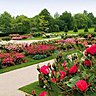 La roseraie des jardins de Valloires offrent une diversité de roses anciennes, sauvages et contemporaines.