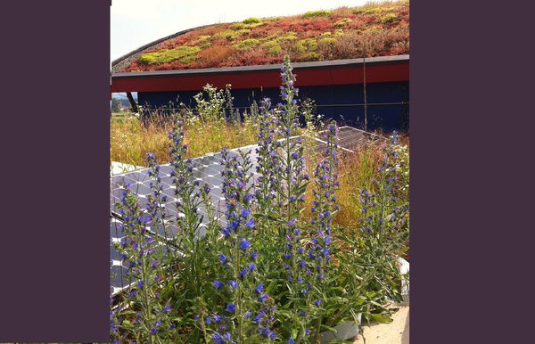 La biodiversité est un moyen efficace de créer un écosystème de qualité : mettre la nature à l’honneur et ce, dans chaque type d’environnement. Que ce soit à la ville ou à la campagne, les toits deviennent un lieu écologique et bénéfique pour notre santé.