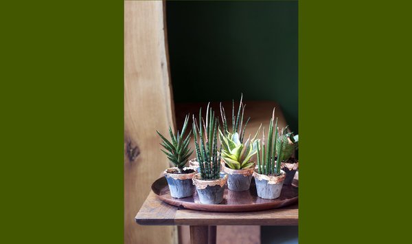 Riche de feuilles robustes et résistantes, le sansevieria permet aux Africains d’utiliser ses feuilles comme cordes ou paniers ! Lier l’utile à l’agréable….