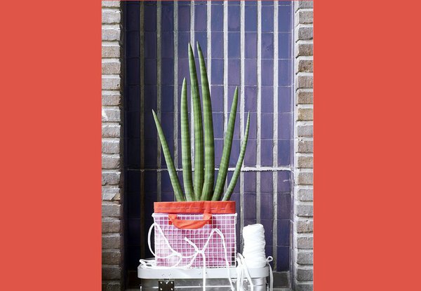 Le sansevieria est une plante verte qui dispose de plus de 70 variétés différentes ! De quoi satisfaire les goûts les plus variés !