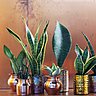 Le Sansevieria, la plante de votre mois d’août
