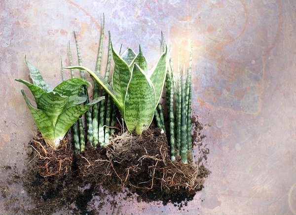 La couleur de cette plante pleine de ressources varie en fonction de sa localisation ! En effet, plus celle-ci est proche de la lumière, plus elle sera claire. A l’inverse, plus elle est éloignée de la lumière, plus elle sera foncée…A vous de choisir.