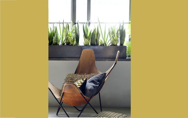 En Asie, ces plantes sont utilisées pour accueillir les invités ! Un léger mélange d’élégance et de fraîcheur. Vous pourrez user de votre créativité pour associer pots originaux et sansevieria…