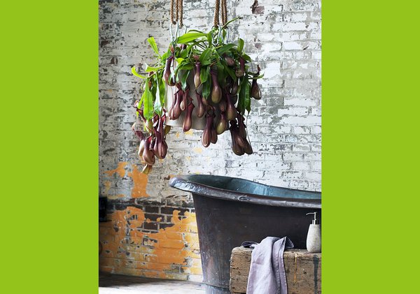 Rempotez votre plante carnivore tous les ans ! Faites-le au printemps…dans de la tourbe grossière.