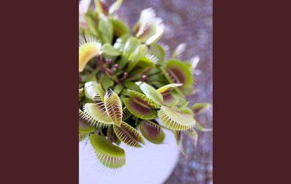 Les carnivores sont idéales pour une décoration alliant élégance et simplicité. En effet, leur couleur ainsi que leur exotisme apporteront une touche de modernité sans précédent dans votre intérieur.