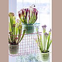 Si les pièges de vos plantes carnivores marchent au ralenti, un peu de lumière ravivera leur rapidité !