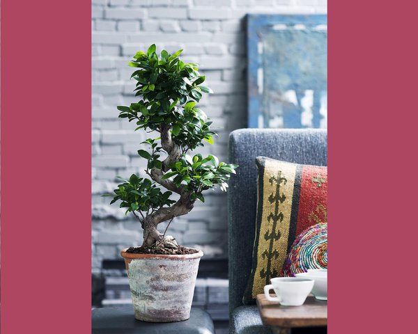 Le ficus ginseng porte plusieurs noms tels que ficus microcarpa ginseng ou ficus microcarpa. Il faut aussi noter que ficus signifie « figue ».