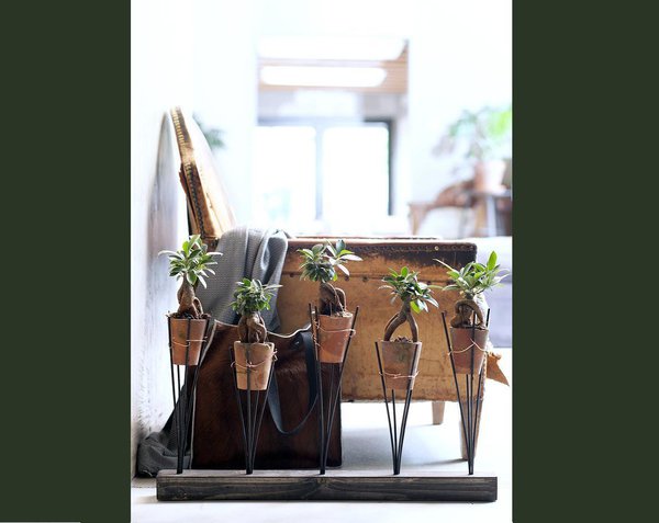 Idée décoration pour le ficus ginseng. S’ils sont petits, vous pouvez opter pour la succession de petits pots de bonsaï présentés de façon originale.