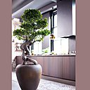 Le ficus ginseng est une plante de la variété « Eco luxe ». Entre authenticité et raffinement, le ficus est une plante surprenante que l’on peut admirer sous tous les angles.