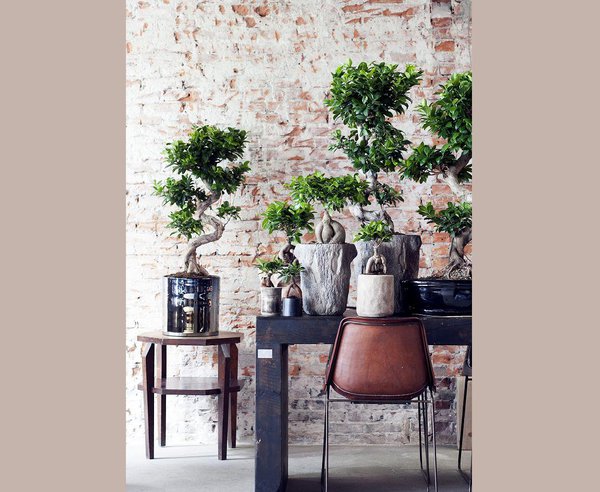 Le ficus ginseng se marie parfaitement avec des pots plus « tape-à-l’œil », voire bling bling ! Couleur argentée, cuivre, matériaux bruts, et votre bonsaï sera mis en valeur.