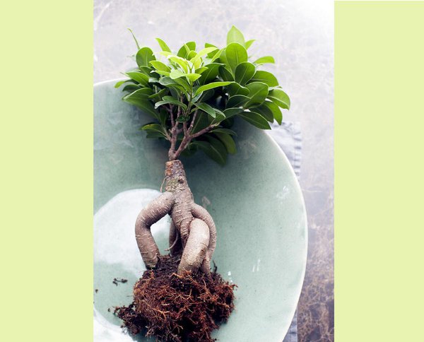 Le ficus ginseng est une plante connue pour avoir des racines dotées de vertus médicinales importantes. Le ginseng a en effet des vertus médicinales reconnues comme booster de tonus !