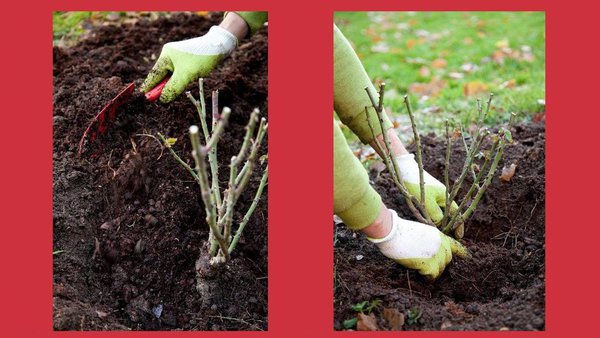 Etape 7 : placez la motte avec la plante au fond de ce trou.