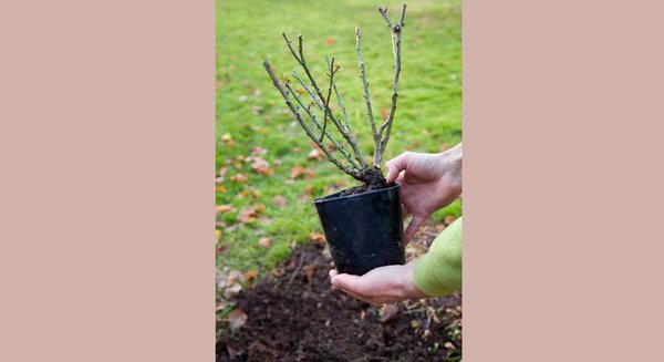 Le rosier en conteneur est simple à planter. Pour l’entretenir, il ne vous reste plus qu’à tailler le rosier de temps à autre afin de faciliter et renforcer sa floraison !