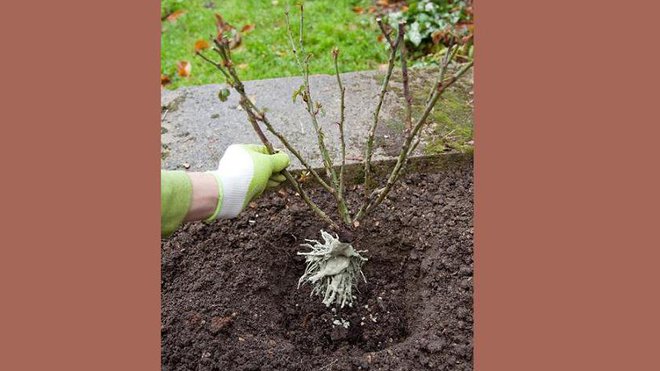 Etape 8 : placez le rosier dans le trou.