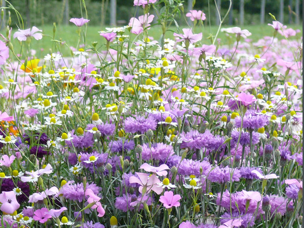 Idylle : mélange rustique et diversifié idéal pour installer une prairie pérenne de petite taille. Souvent utilisée pour supprimer une zone de tonte contraignante (hauteur 50 cm). Diversité : 29 espèces de fleurs annuelles et vivaces.
