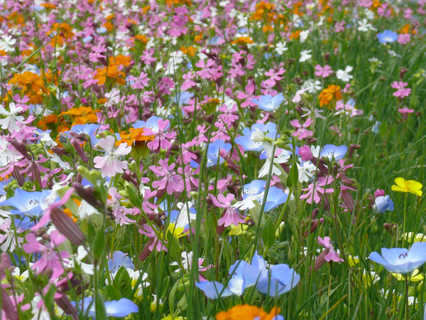 Tendre : ce mélange de fleurs rases (hauteur 20 cm) convient parfaitement pour les très petits jardins, les rocailles ou les abords de terrasses. Diversité : 28 espèces de fleurs annuelles et vivaces.