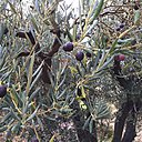 Le domaine est composé d'une trentaine d’hectares de vignes entourées d’une vingtaine d’hectares d’oliviers.