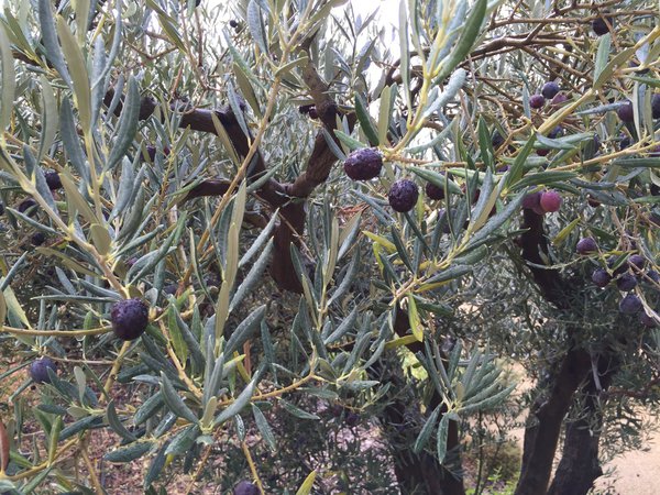 Le domaine est composé d'une trentaine d’hectares de vignes entourées d’une vingtaine d’hectares d’oliviers.