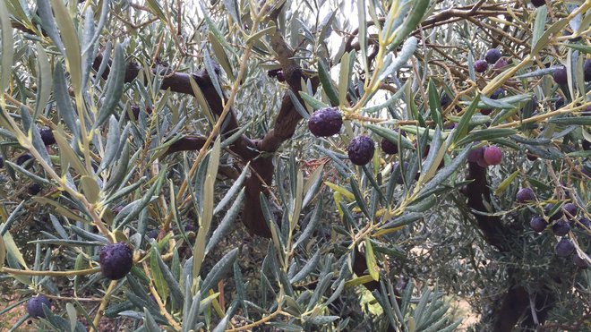 Le domaine est composé d'une trentaine d’hectares de vignes entourées d’une vingtaine d’hectares d’oliviers.