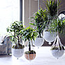 De grandes plantes d’intérieur pour Janvier