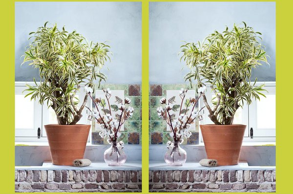 C’est la plante Totem la plus présente dans le commerce. Il existe plusieurs variétés différentes de Dracaena. La largeur de la feuille et sa couleur concentre la principale distinction entre ces variétés. Ses feuilles vertes, le plus souvent bordées de jaune en font sa popularité.