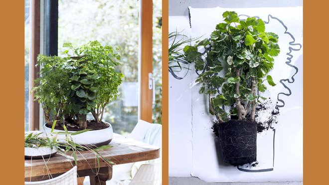 Le Polyscias s’épanouit à l’ombre, il existe de nombreuses variétés de cette plante, dont le Polyscias fruticosa qui possède des feuilles finement incisées. Le Polyscias scutellaria ainsi que le Polyscias balfouriana, possède chacun des feuilles presque rondes.