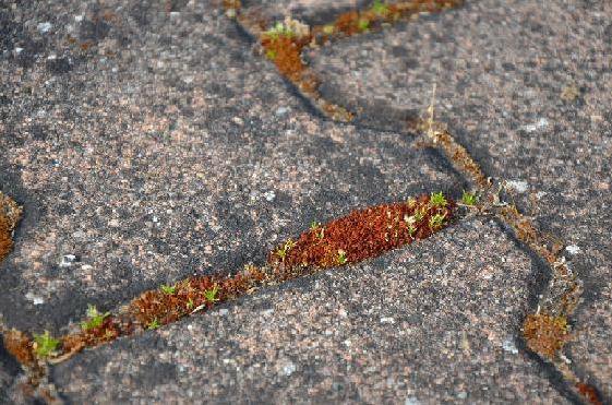 Etape 4 : attention ! Laissez bien agir le produit 1 ou 2 jours. Après la pulvérisation, les mousses et lichens s’assèchent, puis finissent par mourir pour mieux se décoller.