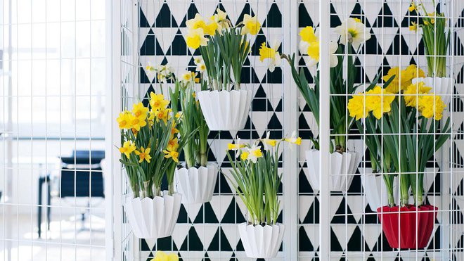 Le Narcisse tire son nom de la mythologie grecque où, Narcisse, un chasseur tomba éperdument amoureux de son reflet dans l’eau dans laquelle il se noya. Finalement, la tendance du Narcisse à s’incliner en penchant vers le bas viendrait de Narcisse tombant dans l’eau pour embrasser son reflet.