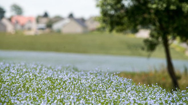 Le lin a de multiples facettes pour convaincre. Il est à la fois, résistant, biodégradable, éco-responsable et thermo-régulant ! Ses fleurs bleues s’épanouissent autour du 15 juin et 3 semaines durant.