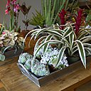 La plante tropicale est apparentée au poivre, d’ailleurs son nom Pépéromia est un dérivé du grec qui signifie « aime le poivre » (peperi, homoios). Toutefois, cela n’empêche pas cette plante d’être considérée comme un porte-bonheur au Brésil grâce auquel « tout ira bien ». La plante tropicale est apparentée au poivre, d’ailleurs son nom Pépéromia est un dérivé du grec qui signifie « aime le poivre » (peperi, homoios). Toutefois, cela n’empêche pas cette plante d’être considérée comme un porte-bonheur au Brésil grâce auquel « tout ira bien ».