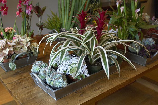 La plante tropicale est apparentée au poivre, d’ailleurs son nom Pépéromia est un dérivé du grec qui signifie « aime le poivre » (peperi, homoios). Toutefois, cela n’empêche pas cette plante d’être considérée comme un porte-bonheur au Brésil grâce auquel « tout ira bien ».