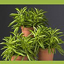 Originaire d’Amérique du Sud, le Pépéromia pousse sur le tronc de grands arbres. Ainsi, si les Pépéromias apprécient les pièces lumineuses, il ne faut pas les placer en contact direct avec le soleil ; cela risquerait de brûler ses feuilles. Originaire d’Amérique du Sud, le Pépéromia pousse sur le tronc de grands arbres. Ainsi, si les Pépéromias apprécient les pièces lumineuses, il ne faut pas les placer en contact direct avec le soleil ; cela risquerait de brûler ses feuilles.