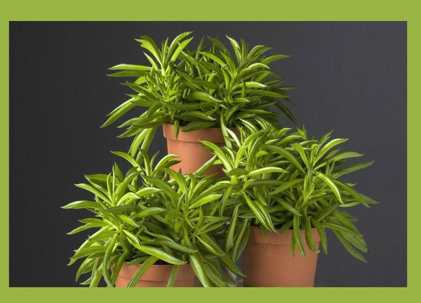 Originaire d’Amérique du Sud, le Pépéromia pousse sur le tronc de grands arbres. Ainsi, si les Pépéromias apprécient les pièces lumineuses, il ne faut pas les placer en contact direct avec le soleil ; cela risquerait de brûler ses feuilles.