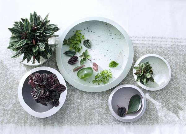 La NASA Clean Air Study signale le Pépéromia comme un purificateur d’air ; maintenant vous le saurez et pourrez décorer votre intérieur avec des plantes jolies et utiles ! Cette plante tropicale en toute simplicité s’épanouira dans votre décoration intérieure.