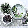 Le Pépéromia colore votre intérieur
