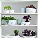 Si les pépéromias restent des petites plantes, cela est dû à leur croissance lente ; il est donc préférable de les admirer du dessus pour un meilleur rendu. Cette plante ne supporte pas les températures inférieures à 13 degrés mais un environnement relativement humide est néanmoins nécessaire pour l’épanouissement de cette-dernière. Si les pépéromias restent des petites plantes, cela est dû à leur croissance lente ; il est donc préférable de les admirer du dessus pour un meilleur rendu. Cette plante ne supporte pas les températures inférieures à 13 degrés mais un environnement relativement humide est néanmoins nécessaire pour l’épanouissement de cette-dernière.