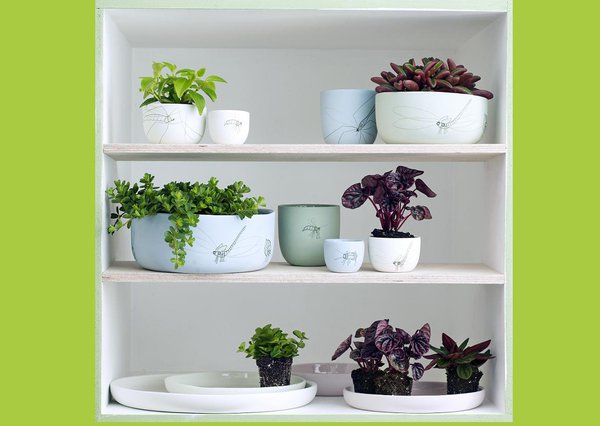 Si les pépéromias restent des petites plantes, cela est dû à leur croissance lente ;  il est donc préférable de les admirer du dessus pour un meilleur rendu. Cette plante ne supporte pas les températures inférieures à 13 degrés mais un environnement relativement humide est néanmoins nécessaire pour l’épanouissement de cette-dernière.