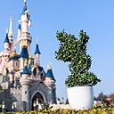 Le département Nature et Environnement de Disneyland Paris propose également une « mini-topiaire » de buis (Buxus sempervirins) haute de 30 centimètres, représentant Mickey de profil. La plante vendue est encore en développement et des informations fournies vous permettront d’apporter l’univers de Disneyland dans votre intérieur ! 29,90 €.