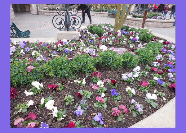 Ces fleurs aux tons discrets, avec des parterres soignés et structurés s’intègrent parfaitement dans l’ambiance de petite ville victorienne du début du XXe siècle de Main Street U.S.A. Dans le parc de Disneyland Paris, chaque secteur vous emmène dans des zones différentes du globe, du plus désertique à l’exotisme.