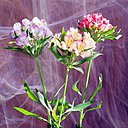 Avec ses fleurs à motifs et ses couleurs éclatantes, ses allures de papillon et son impressionnante tenue en vase, difficile de lui résister ! Ses fleurs groupées en bouquets sont portées par une haute tige dressée : elles sont du meilleur effet dans les massifs, les bordures, les pots de jardin ou les bouquets.