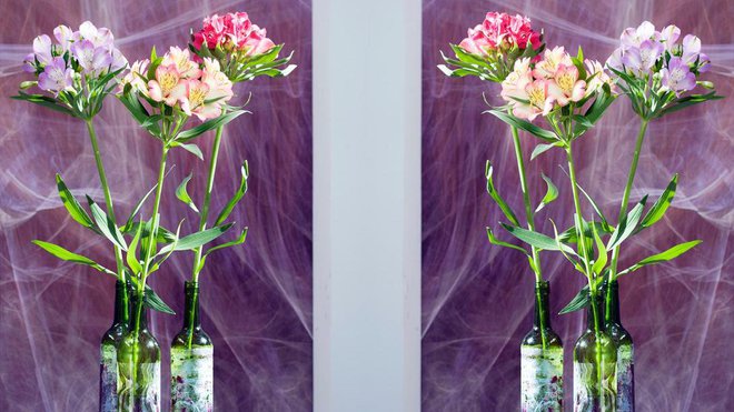 Avec ses fleurs à motifs et ses couleurs éclatantes, ses allures de papillon et son impressionnante tenue en vase, difficile de lui résister ! Ses fleurs groupées en bouquets sont portées par une haute tige dressée : elles sont du meilleur effet dans les massifs, les bordures, les pots de jardin ou les bouquets.