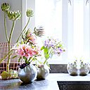 Le feuillage torsadé de cette plante semble danser comme pour souligner les courbes voluptueuses de ses fleurs à motifs aux couleurs éclatantes. Entremêlées, les alstroemerias laissent imaginer qu’on a capturé un arc-en-ciel. Une fleur remplie de rêverie et de douceur, aux couleurs délicates!