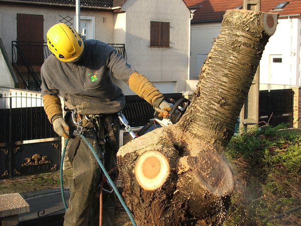 Etape 3 : Poursuivre la coupe par le tronçonnage du haut du tronc, avec des coupes de plus ou moins 60 cm de long.