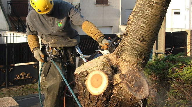 Etape 3 : Poursuivre la coupe par le tronçonnage du haut du tronc, avec des coupes de plus ou moins 60 cm de long.