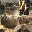 Etape 9 : Découper les tabourets à la tronçonneuse dans la partie du tronc découpée préalablement et réservée à cet usage. Une hauteur d’assise de 45 cm est recommandée.