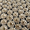 101 Pivoines, cœurs de fleurs inspirés de la tradition de la fleurisserie de Vincennes.