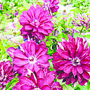 La nouvelle clématite double a été créée par Arnaud Travers.