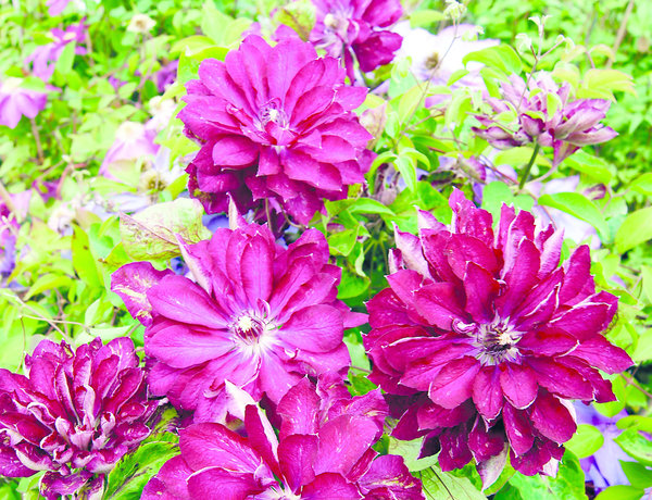 La nouvelle clématite double a été créée par Arnaud Travers.