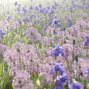 La merveilleuse promenade des iris bleus double sa surface pour offrir en mai une mer monochrome bleue.