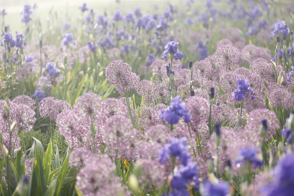 La merveilleuse promenade des iris bleus double sa surface pour offrir en mai une mer monochrome bleue.